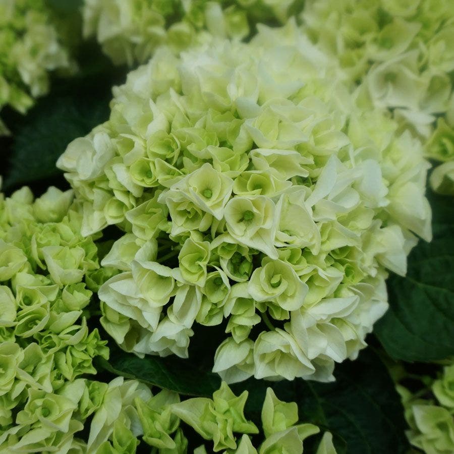 Hydrangea Everlasting® Bride Bigleaf Hydrangea Wedding