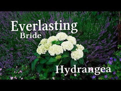Hydrangea Everlasting® Bride Bigleaf Hydrangea Wedding