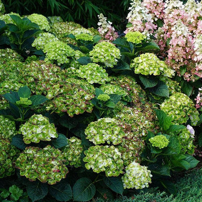 Hydrangea Everlasting Green Cloud