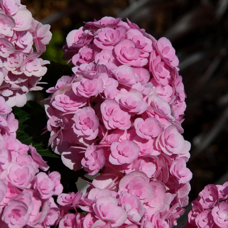 Hydrangea 'Love'