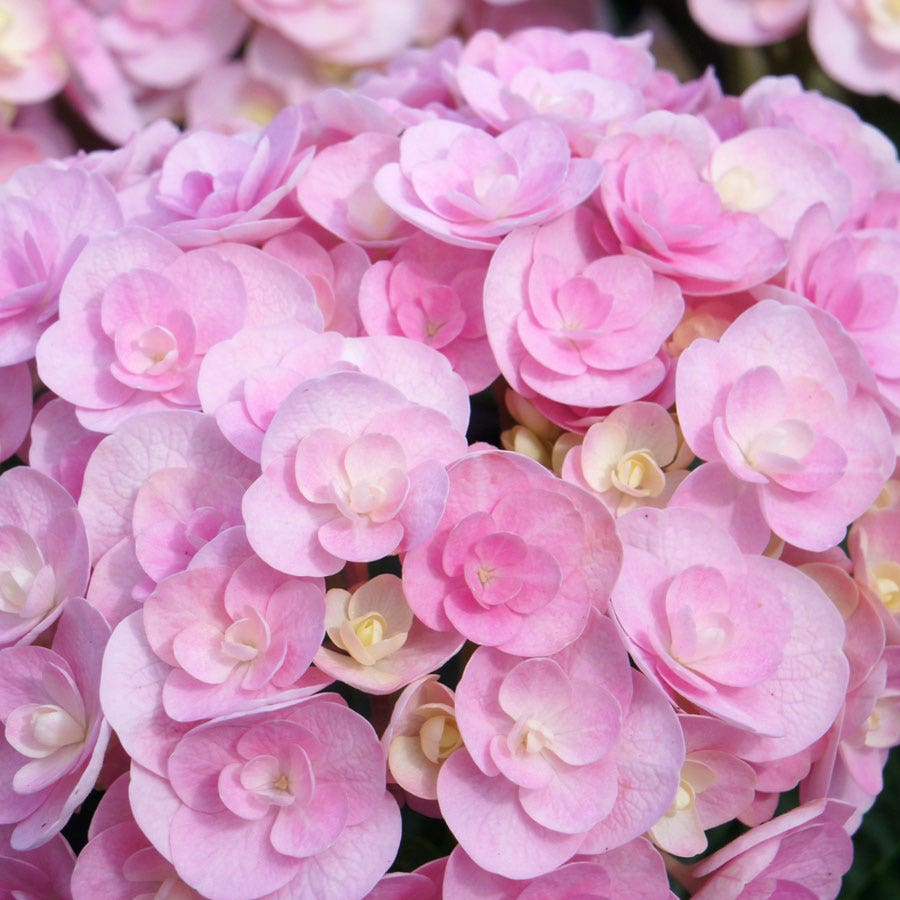 Hydrangea 'Love'