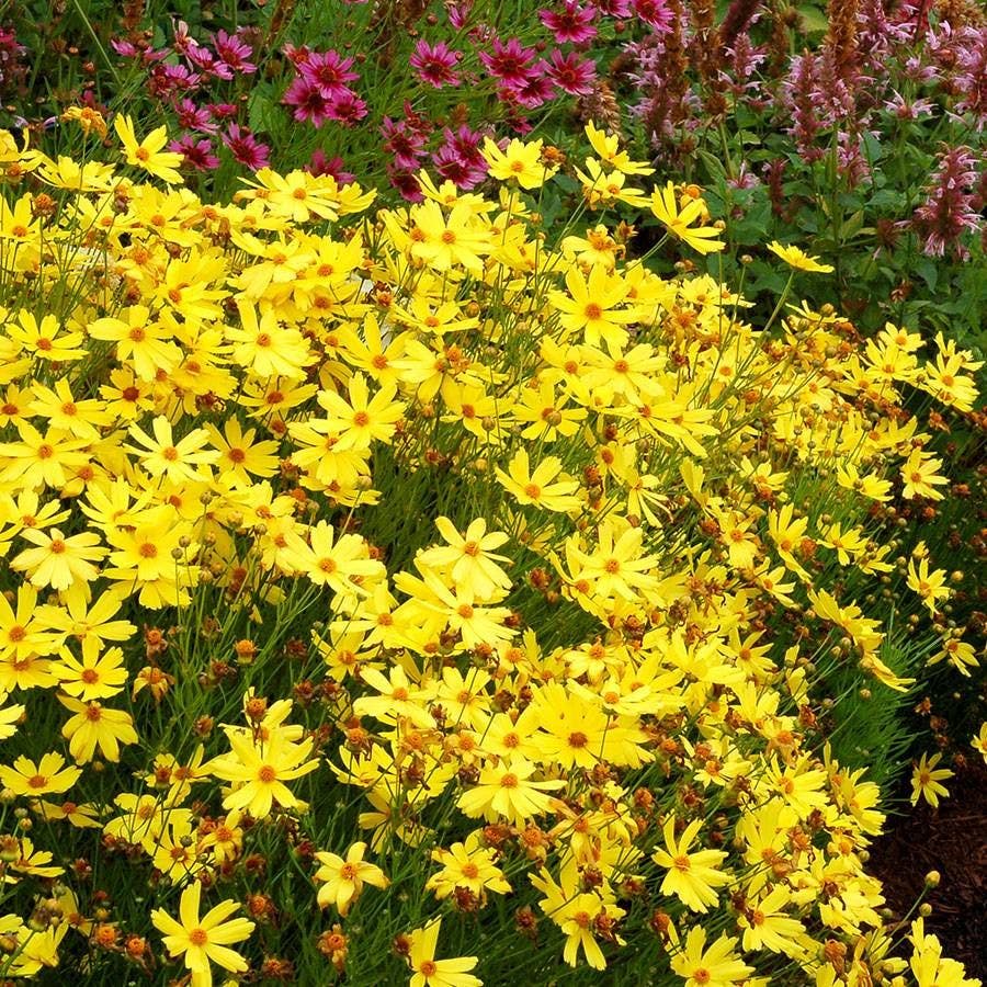 Coreopsis Citrine