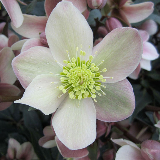 Helleborus HGC® Love Bug