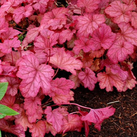 Heuchera 'Berry Smoothie'