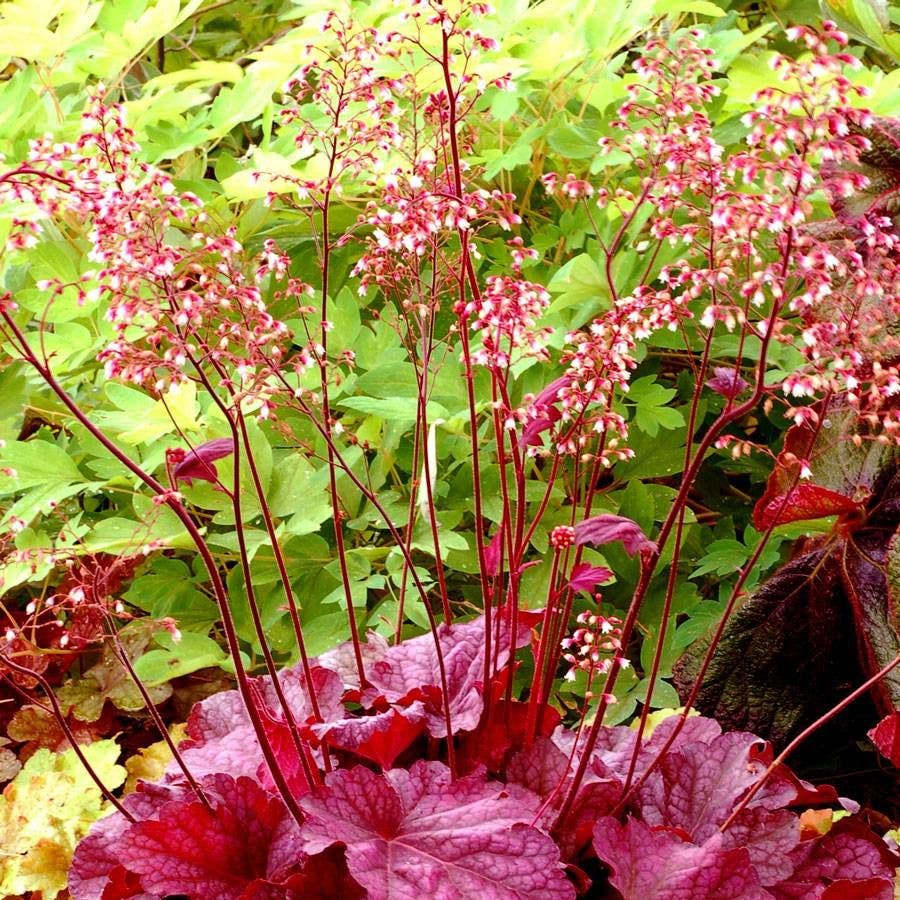 Heuchera 'Berry Smoothie'