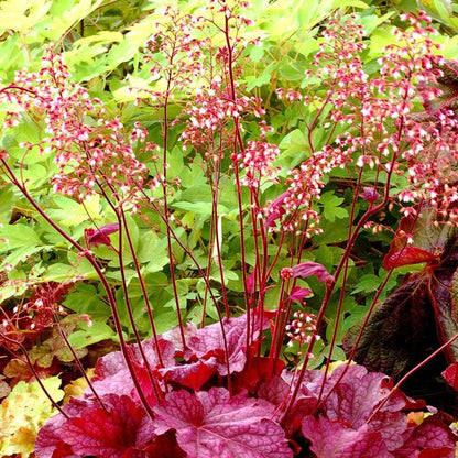 Heuchera 'Berry Smoothie'
