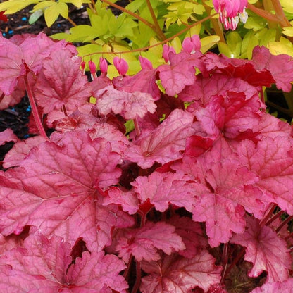 Heuchera 'Berry Smoothie'