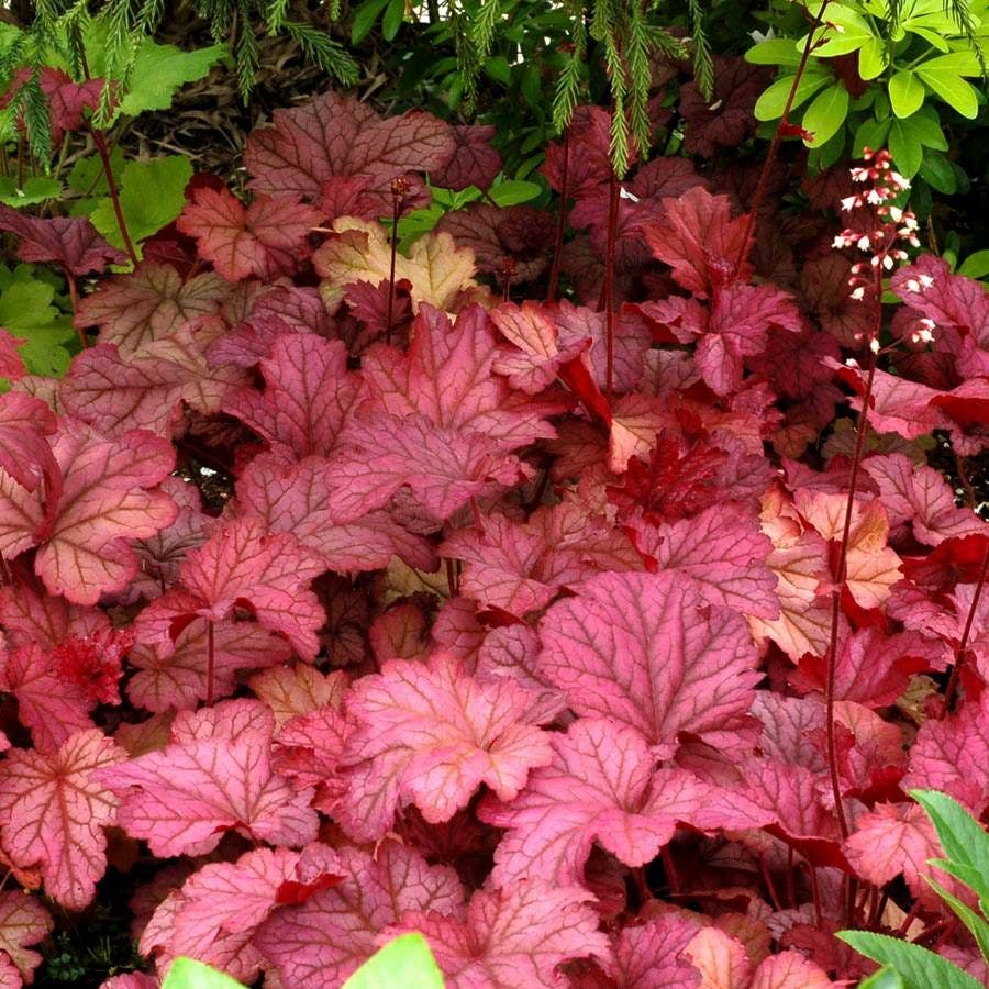 Heuchera 'Berry Smoothie'