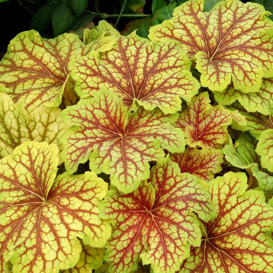 Heuchera 'Red Lightning'