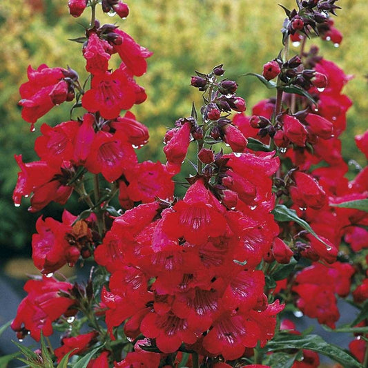 Penstemon Cha Cha™ 'Cherry'