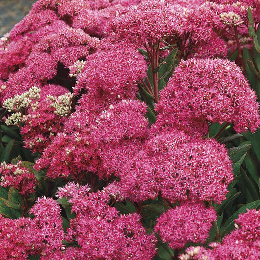Sedum 'Mr. Goodbud'