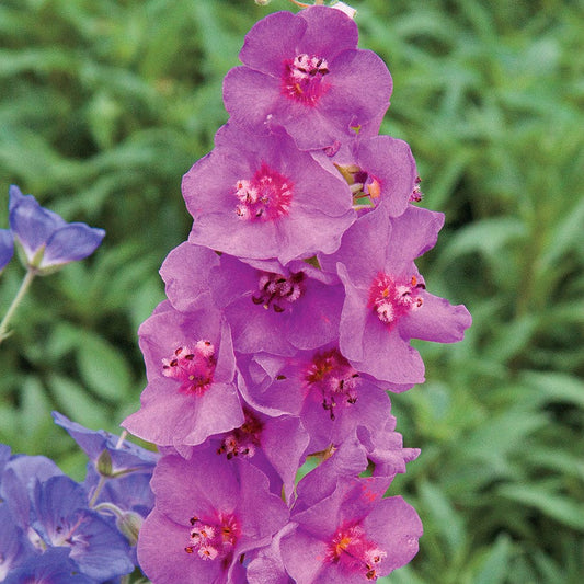 Verbascum 'Sugar Plum'
