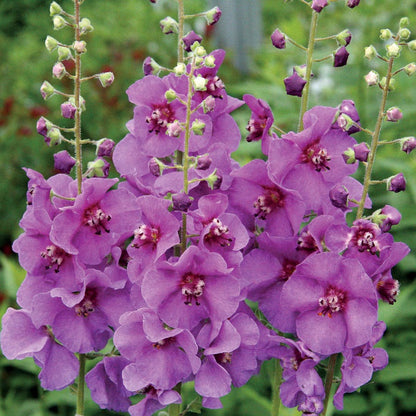 Verbascum 'Sugar Plum'
