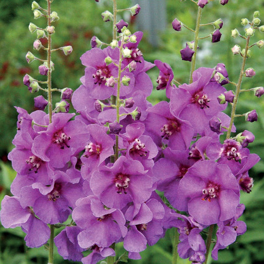 Verbascum 'Sugar Plum'