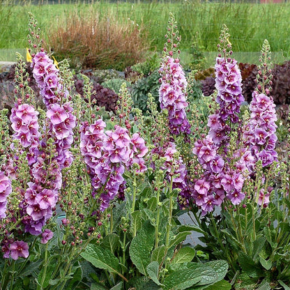 Verbascum 'Sugar Plum'