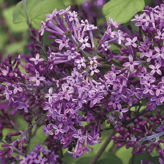Syringa Bloomerang® Dark Purple