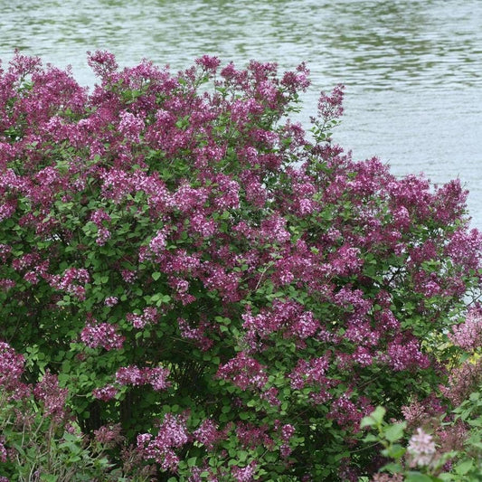 Syringa Bloomerang® Dark Purple