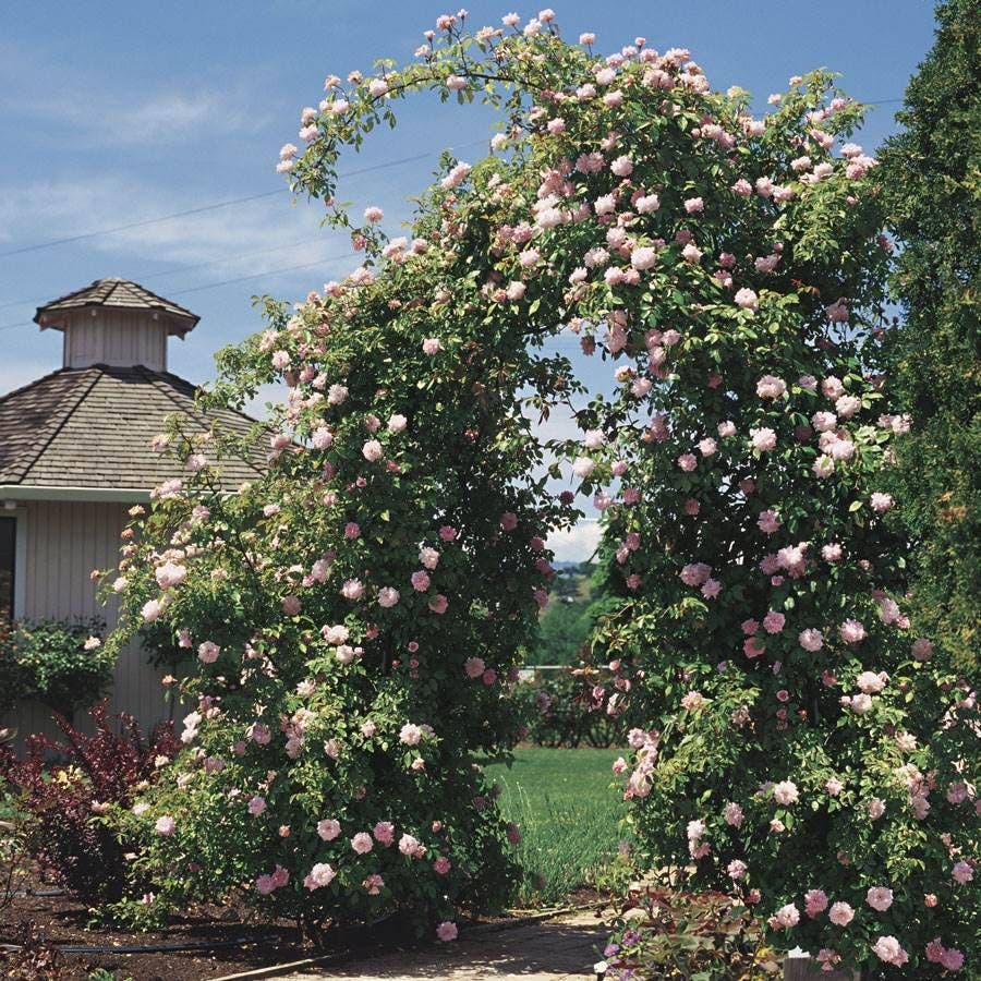 'Cecile Brunner' Climbing Rose