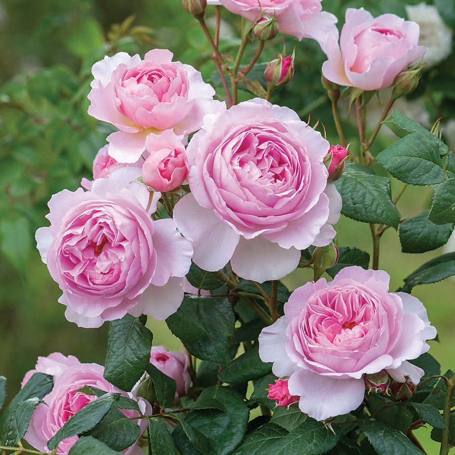 Englsih Roses David Austin® English Roses for Sale – Wayside Gardens