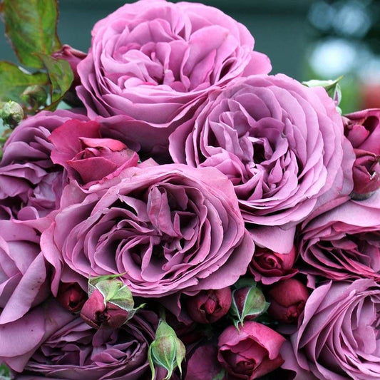 Rosa Plum Perfect ™Sunbelt®