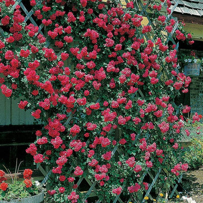 Rosa Blaze Improved