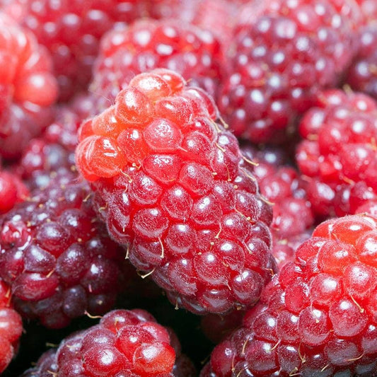 Rubus Loganberry