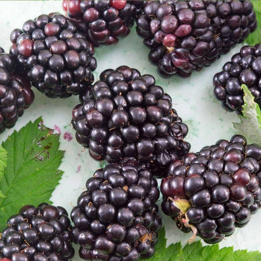 Rubus 'Marion'