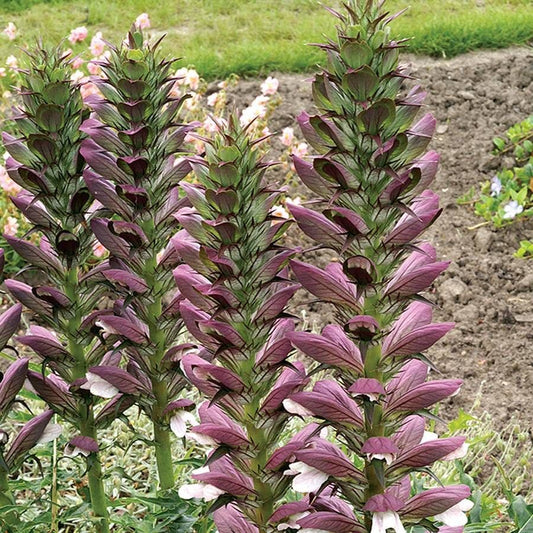 Acanthus spinosus Bear's Breech
