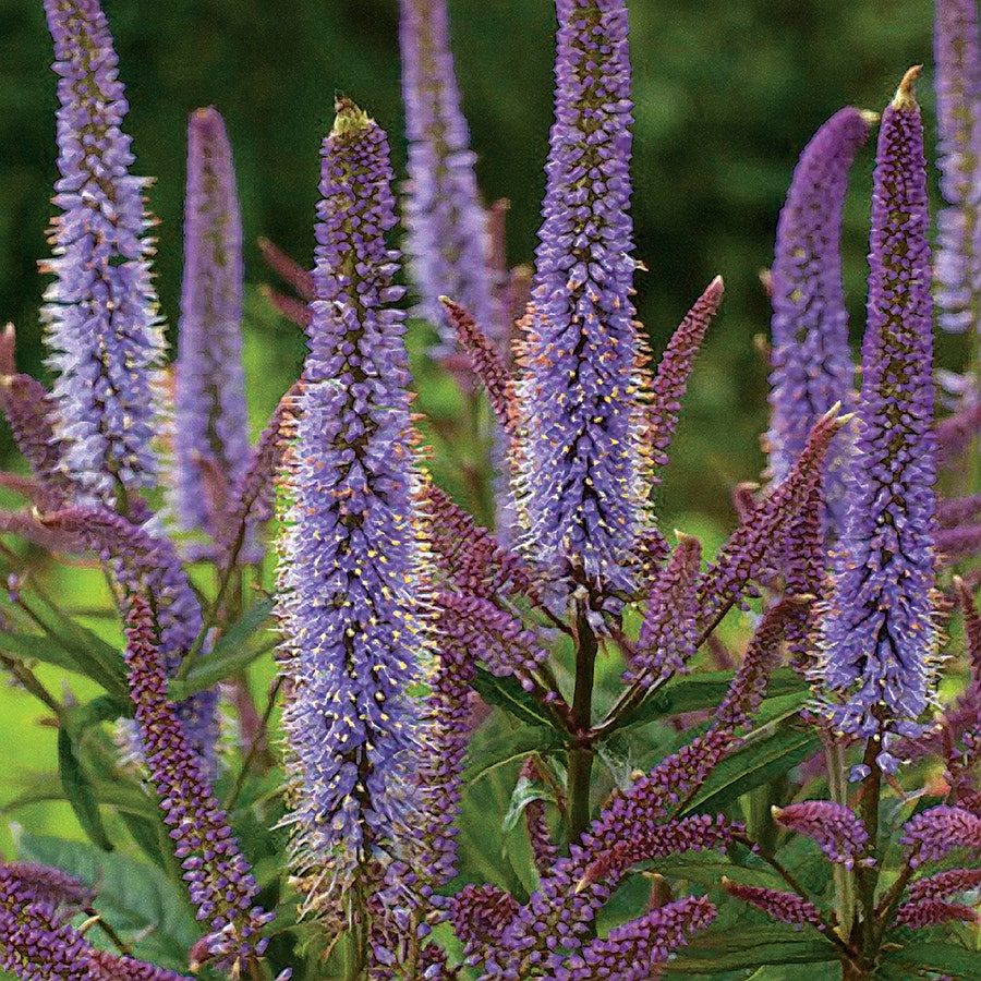 Veronicastrum virginicum 'Cupid'