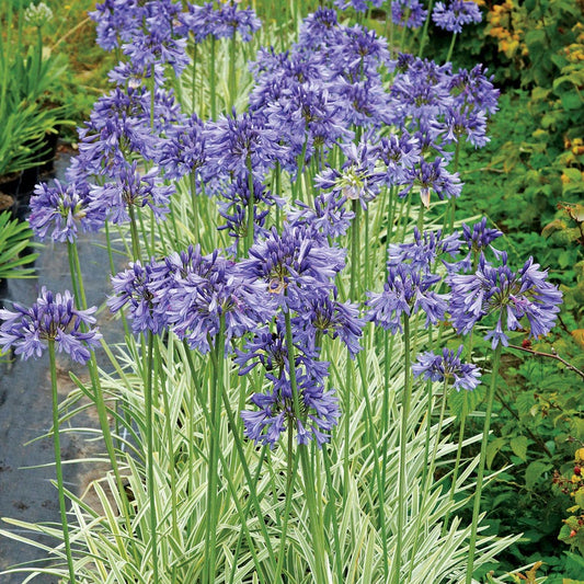 Agapanthus 'Silver Moon'