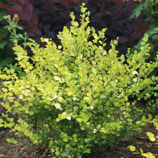 Betula Cesky Gold™