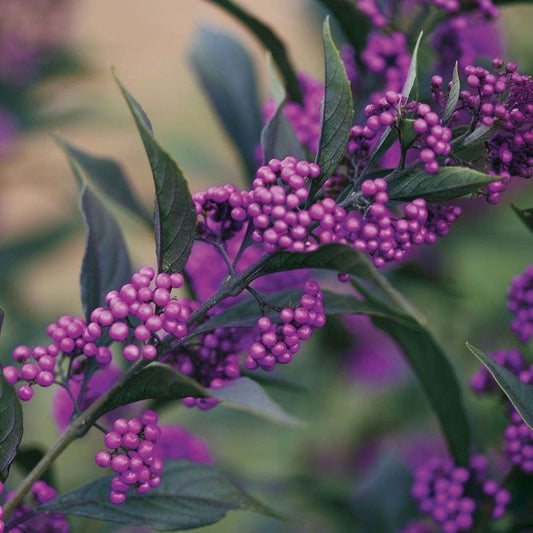 Callicarpa Pearl Glam®