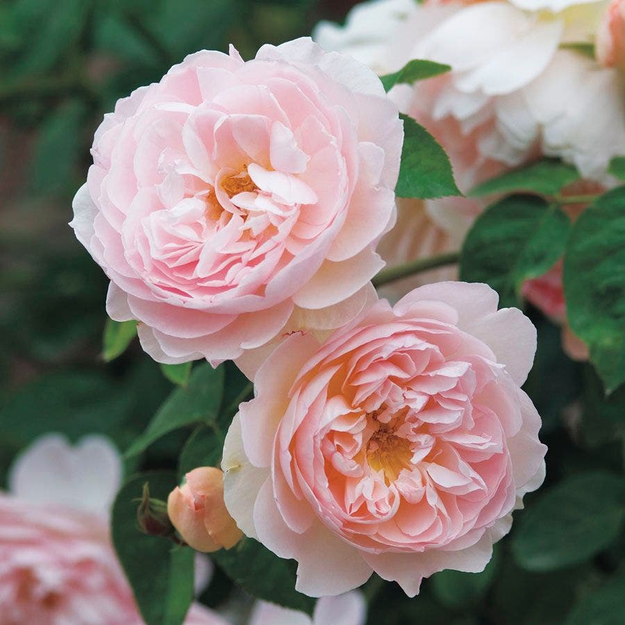Englsih Roses David Austin® English Roses for Sale – Wayside Gardens