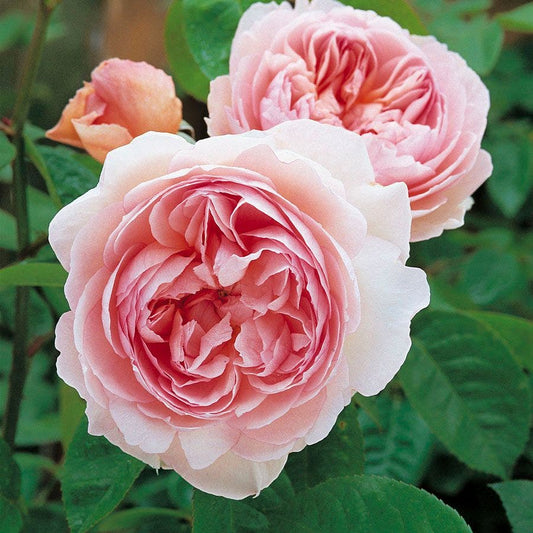 Rose Gentle Hermione™