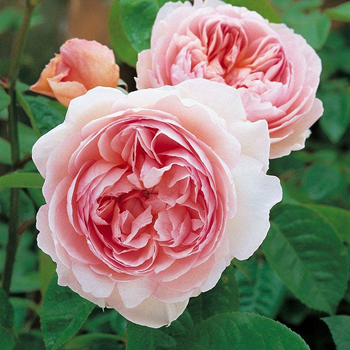 David Austin® English Roses for Sale – Wayside Gardens
