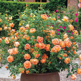David Austin® English Roses for Sale – Wayside Gardens