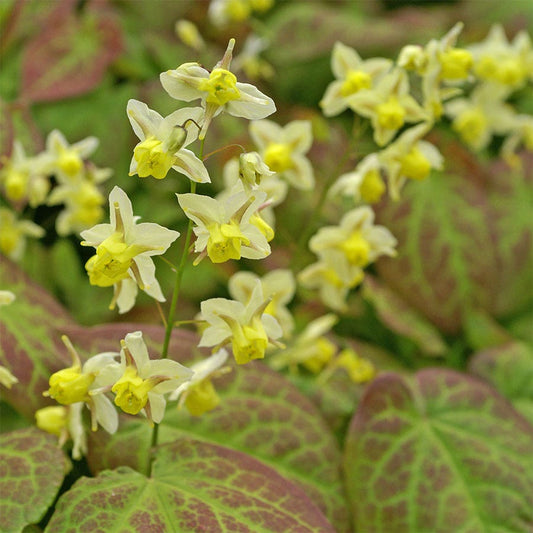 Epimedium 'Sulphureum' Fairy Wings