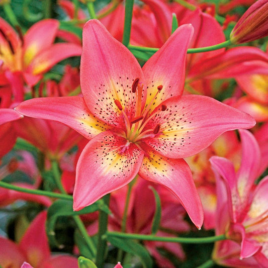 Lilium Asiatic 'Trogon' Bulbs