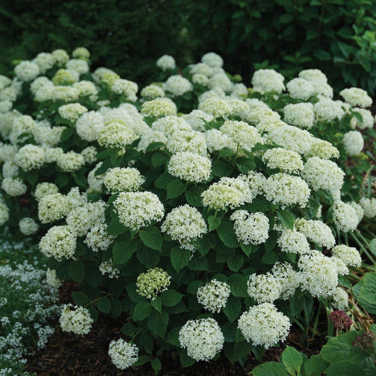 Hydrangea Invincibelle Limetta® Smooth Hydrangea
