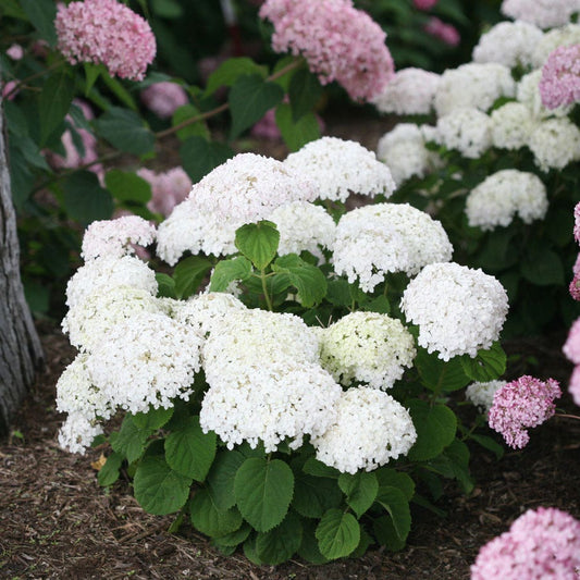 Invincibelle Wee White® Hydrangea
