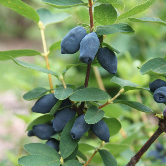 Lonicera Yezberry® Honey Bunch™