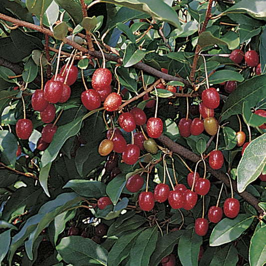 Red Gem Goumi