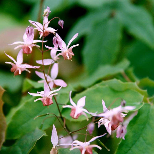 Epimedium 'Pink Elf'