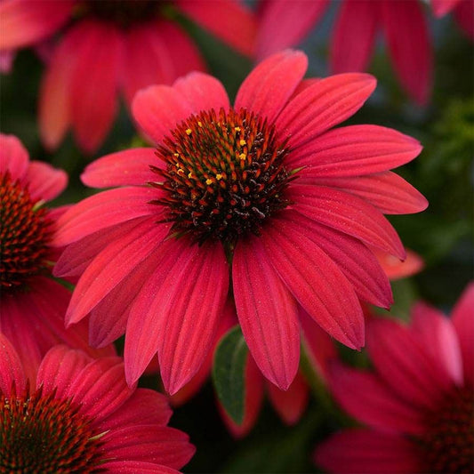 Echinacea Sombrero® Baja Burgundy