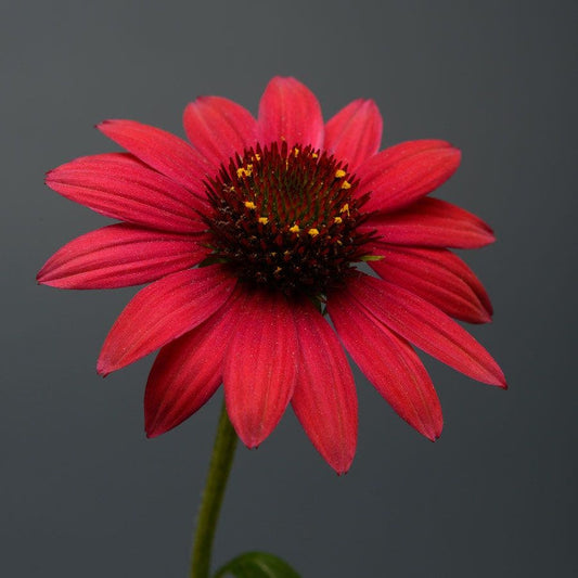 Echinacea Sombrero® Baja Burgundy