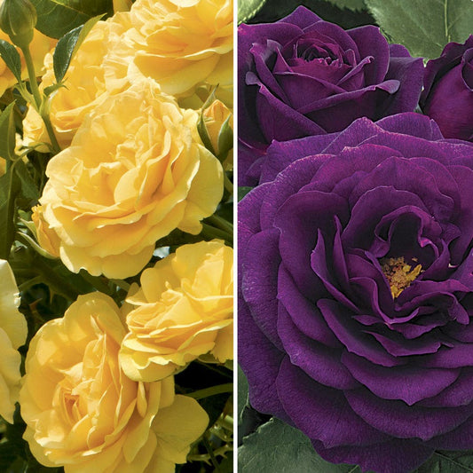 Ebb Tide™ & Julia Child 36-Inch Tree Rose