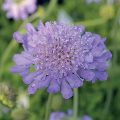 Scabiosa 'Butterfly Blue'