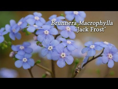 Brunnera 'Jack Frost'