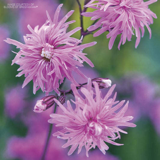 Lychnis Petite Jenny