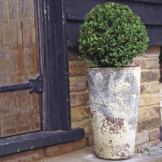 Laurus nobilis